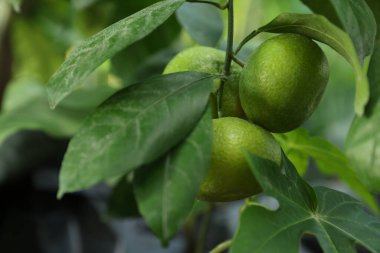 Açık havada ağaçta yetişen olgunlaşmamış limonlar, yakın plan.