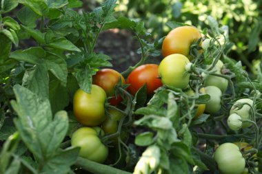 Bahçede olgun domatesli yeşil bitki, yakın plan.