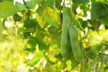 Güneşli bir günde açık havada taze taze taze fasulyeler yetişiyor, yakın plan.