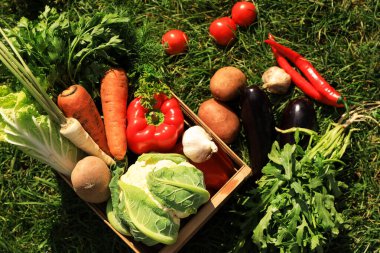 Yeşil çimlerin üzerinde farklı olgun sebzeler, düz uzanmış