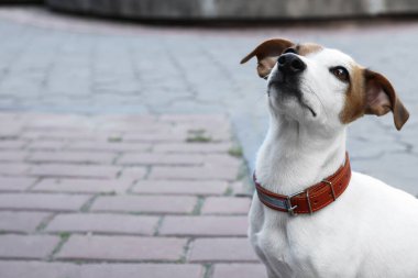 Şehir caddesinde kahverengi deri köpek tasmalı güzel Jack Russell Terrier. Metin için boşluk