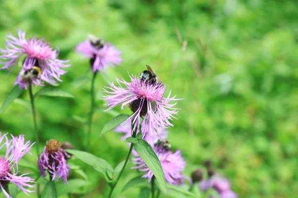 野草花上的大黄蜂在草地上飞舞 — 图库照片