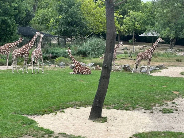 Gruppo Belle Giraffe Giganti Nel Recinto Dello Zoo — Foto Stock