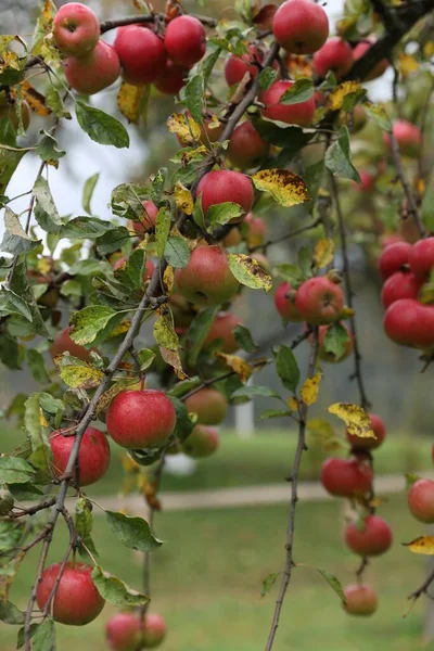 Pyszne Dojrzałe Czerwone Jabłka Drzewie Ogrodzie — Zdjęcie stockowe