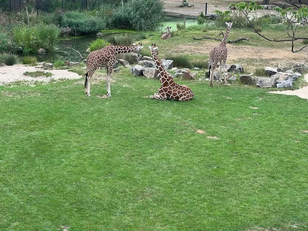 荷兰鹿特丹 2022年8月27日 一群美丽的长颈鹿被圈入动物园 — 图库照片