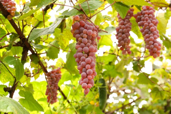 Beautiful tasty grapes growing in vineyard, closeup