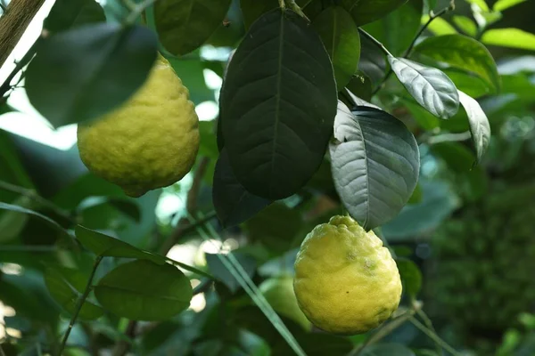 Omogna Citroner Växer Träd Utomhus Närbild — Stockfoto
