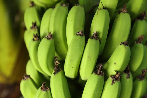 屋外の木の上で成長する熟れていないバナナ クローズアップビュー — ストック写真