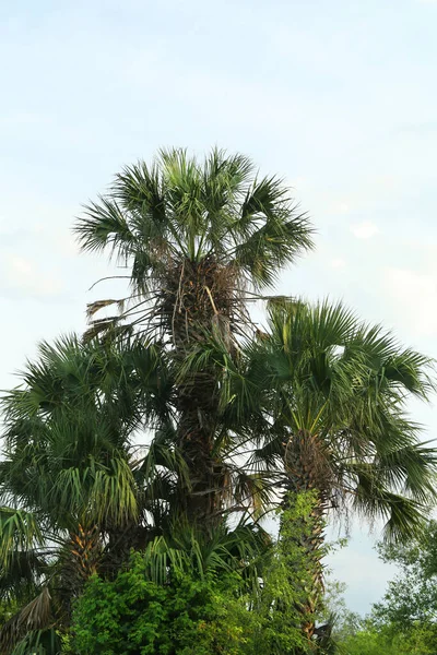 Prachtig Uitzicht Palmbomen Tegen Bewolkte Lucht Tropische Planten — Stockfoto