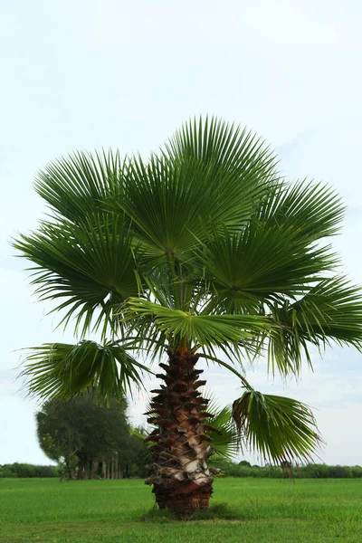 Piękny Widok Palmy Błękitne Niebo Roślina Tropikalna — Zdjęcie stockowe