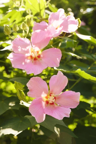 Belles Fleurs Rose Hibiscus Poussant Extérieur Gros Plan — Photo