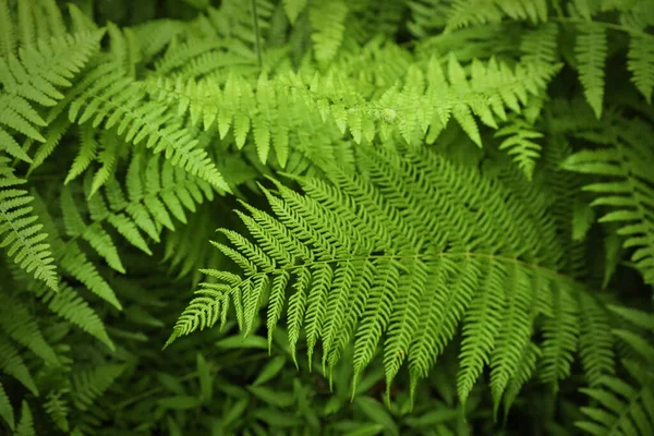 Όμορφη Πράσινη Φτέρη Φύλλα Στο Πάρκο Closeup — Φωτογραφία Αρχείου