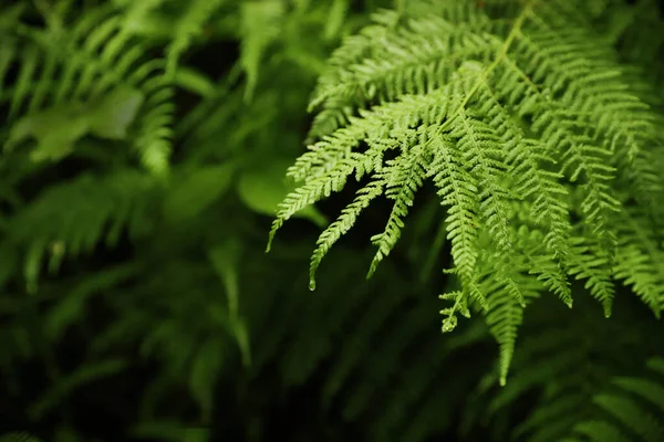 野生の森の中の美しい緑のシダの葉 — ストック写真