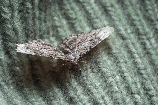 针织羊毛衫上的单瓣金蛾 — 图库照片