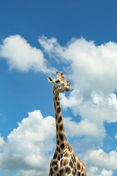 Linda Girafa Africana Manchada Contra Céu Azul — Fotografia de Stock