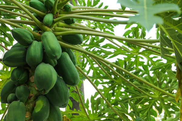 Omogna Papaya Frukter Som Växer Träd Utomhus — Stockfoto