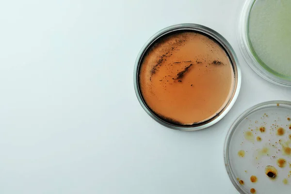 stock image Petri dishes with different bacteria colonies on white background, flat lay. Space for text