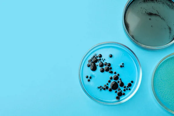 Placas Petri Con Diferentes Colonias Bacterias Sobre Fondo Azul Claro —  Fotos de Stock