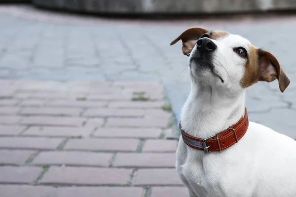 街の通りに茶色の革の犬の襟で美しいジャック ラッセル テリア テキストのスペース — ストック写真