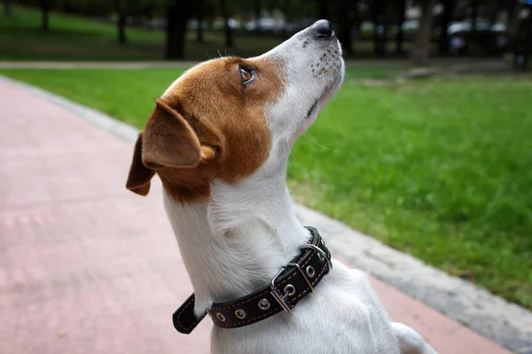 Beautiful Jack Russell Terrier Black Leather Dog Collar Outdoors — Stock Photo, Image