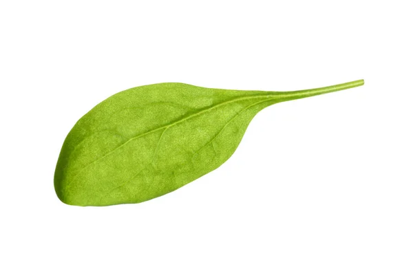 Świeże Zielone Liście Bazylii Izolowane Białym — Zdjęcie stockowe