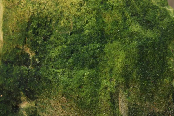 Yeşil Yosun Kaplı Taş Görüntüsü Yakın Plan — Stok fotoğraf