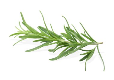 Aromatic green rosemary sprig isolated on white. Fresh herb
