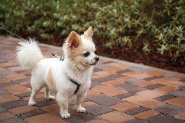 Dışarıda yürürken tasmalı şirin bir Chihuahua. Köpek gezdirme