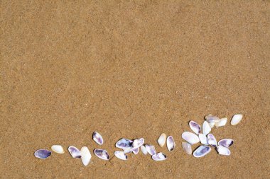 Many beautiful sea shells on wet sand, flat lay. Space for text