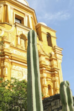 Güzel Saguaros kaktüsü binanın yanında, alçak açılı.