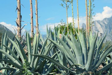 Güzel Agave bitkisi güneşli bir günde dışarıda yetişiyor.