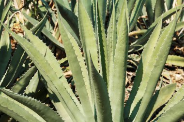 Güzel Agave yapraklarının yakın görüntüsü. Egzotik bitki