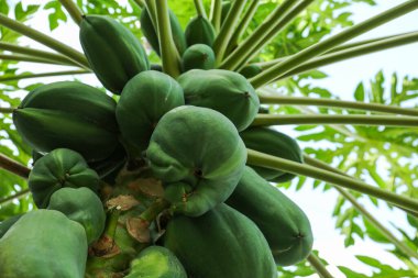 Açık havada ağaçta yetişen olgunlaşmamış papaya meyveleri, yakın plan.