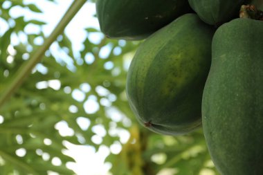 Açık havada ağaçta yetişen olgunlaşmamış papaya meyveleri, yakın plan. Metin için boşluk