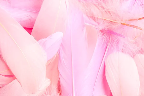 Many Beautiful Pink Feathers Background Closeup — Zdjęcie stockowe