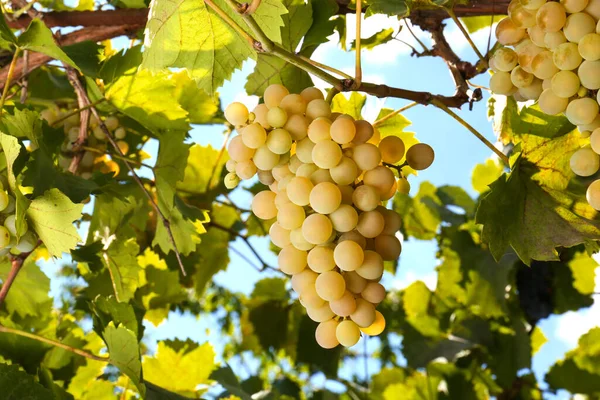 Uvas Saborosas Que Crescem Vinha Dia Ensolarado — Fotografia de Stock