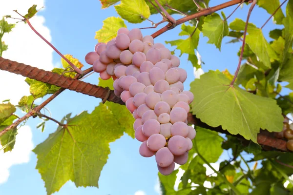 Uvas Maduras Suculentas Que Crescem Ramo Vinha — Fotografia de Stock
