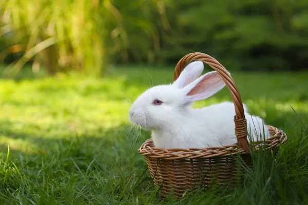 바구니에 토끼를 집어넣는다 원문을 — 스톡 사진