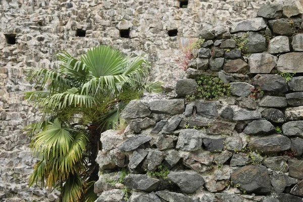 Stare Kamienne Ściany Piękna Palma Zewnątrz — Zdjęcie stockowe