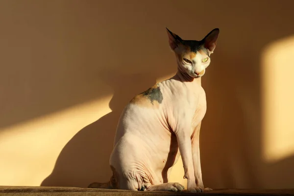 Αξιολάτρευτη Γάτα Σφίγγα Στον Καναπέ Κοντά Μπεζ Τοίχο Γλυκό Κατοικίδιο — Φωτογραφία Αρχείου