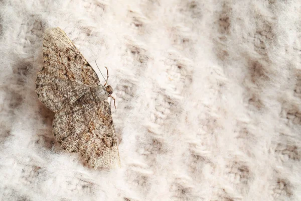 在米色针织毛衣上的Alcis Repandata蛾 顶部视图 案文的篇幅 — 图库照片