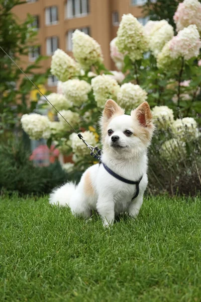 Lindo Chihuahua Con Correa Hierba Verde Parque Paseo Del Perro —  Fotos de Stock