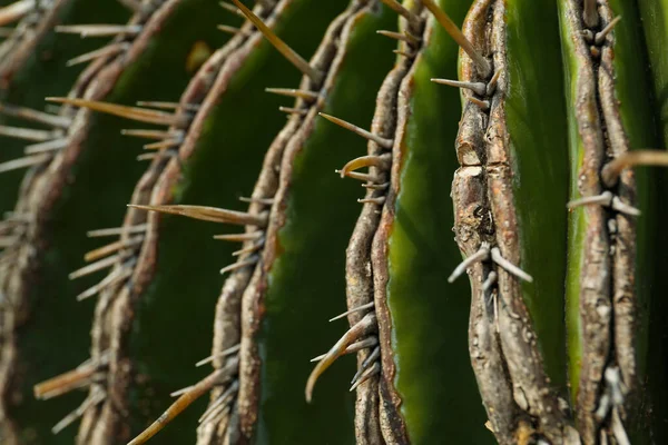 Vista Perto Belo Cacto Plantas Tropicais — Fotografia de Stock