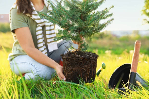 Mulher Plantando Conífera Árvore Prado Dia Ensolarado Close — Fotografia de Stock