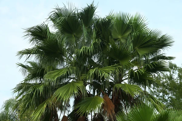 Vacker Utsikt Över Palmer Mot Blå Himmel Tropiska Växter — Stockfoto