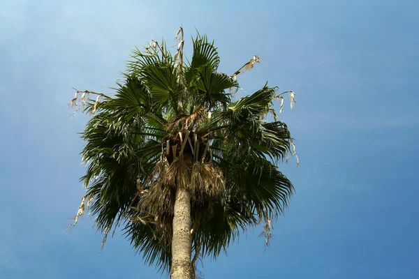 Palma Tropical Con Hermosas Hojas Verdes Contra Cielo Azul Vista — Foto de Stock