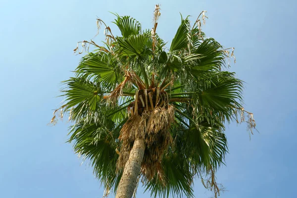 Tropische Palme Mit Schönen Grünen Blättern Vor Blauem Himmel Niedriger — Stockfoto