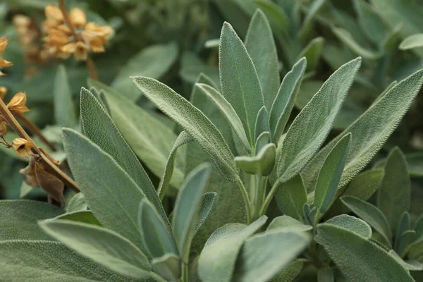 stock image Beautiful sage with green leaves growing outdoors, closeup