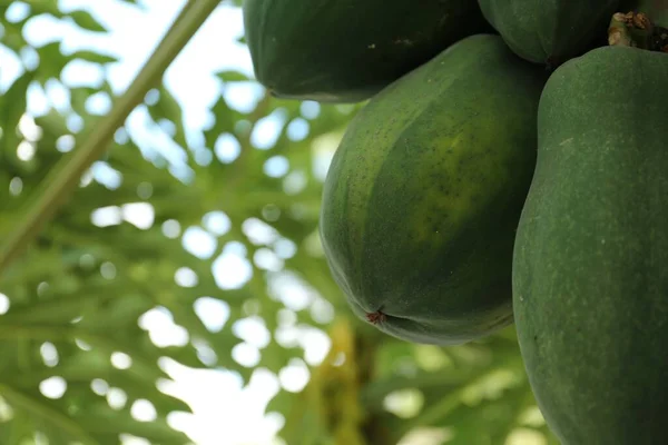 Omogna Papaya Frukter Växer Träd Utomhus Närbild Plats För Text — Stockfoto