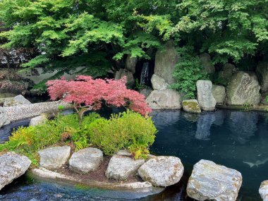 Hayvanat bahçesinde yüzen güzel mersin balığı.